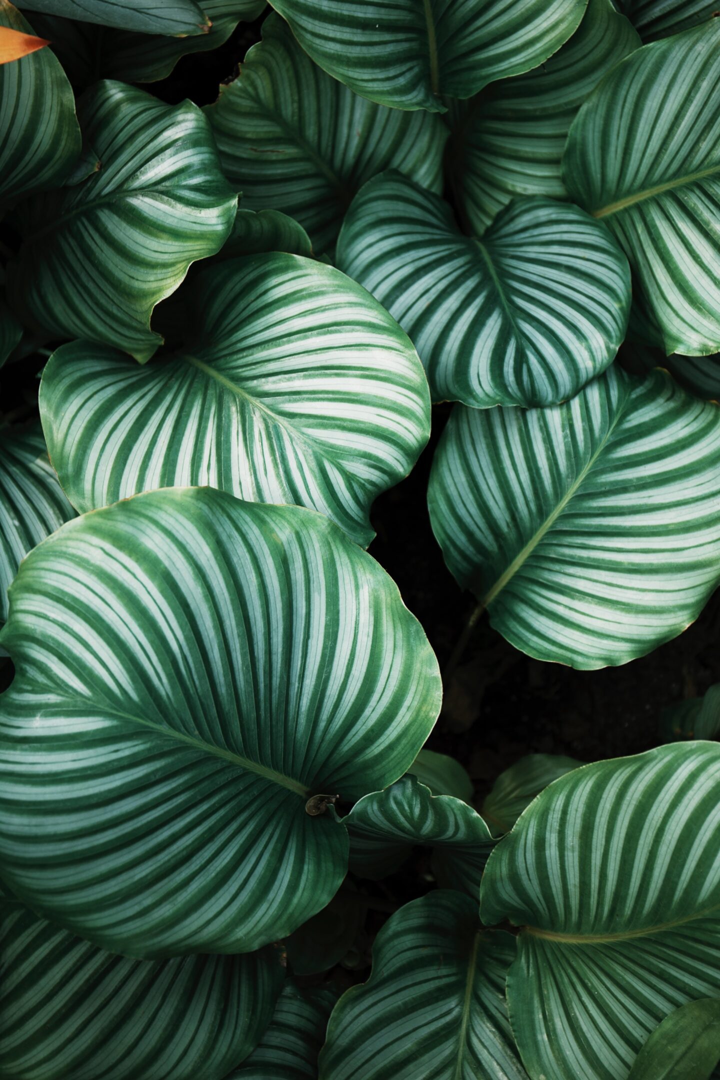 Jungle leaves