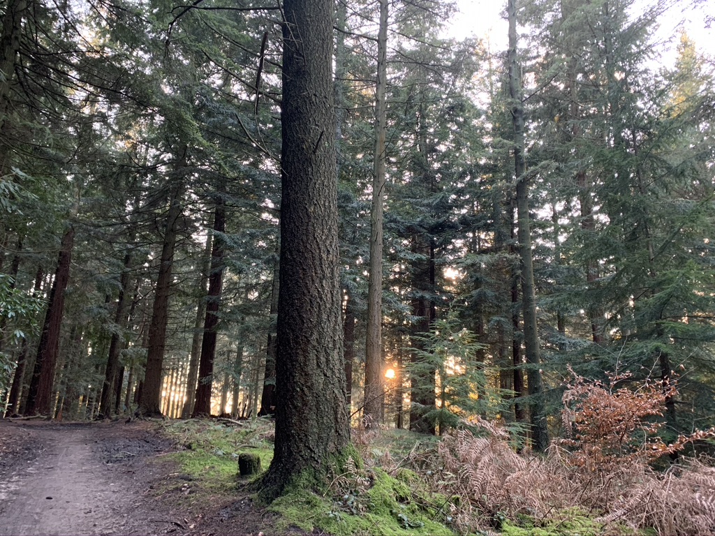 How to Relax - in the forest at sunset